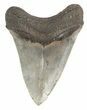 Serrated, Megalodon Tooth - South Carolina #47482-1